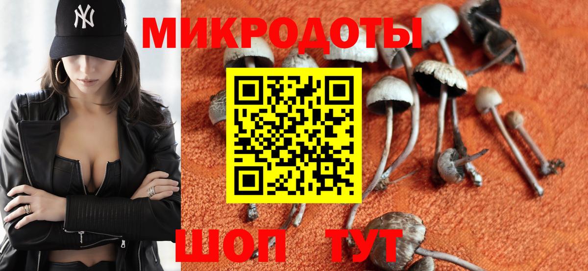 Псилоцибиновые грибы Psilocybe Владикавказ